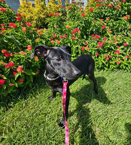07378B MINNIE MOUSE - ADOPTION AMBASSADOR - Labrador Retriever / Mix available for adoption