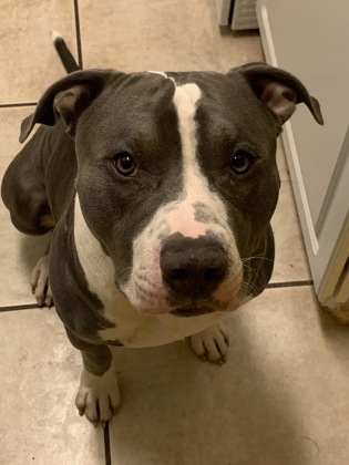 06342B Chico - Adoption Ambassador photo