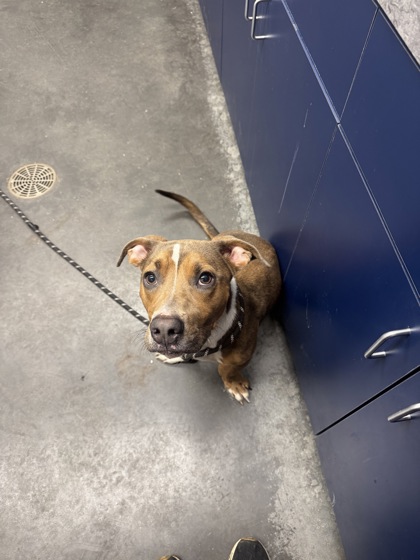 07339B JACK - Terrier / Mix available for adoption