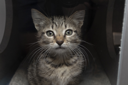 07517B LILITH - Domestic Shorthair / Mix available for adoption