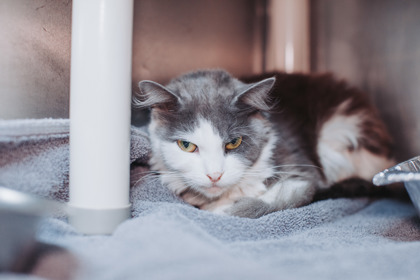 96171A CLEOPATRA - Domestic Medium Hair / Mix available for adoption