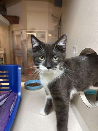 04657B JELLY BEAN - Domestic Shorthair / Mix available for adoption