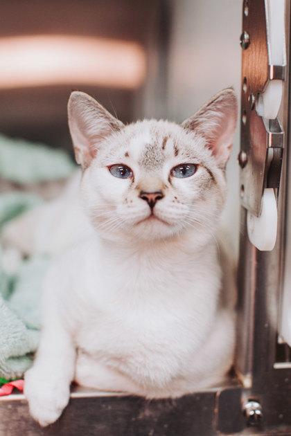 95969a Sushi- Petco North Charleston