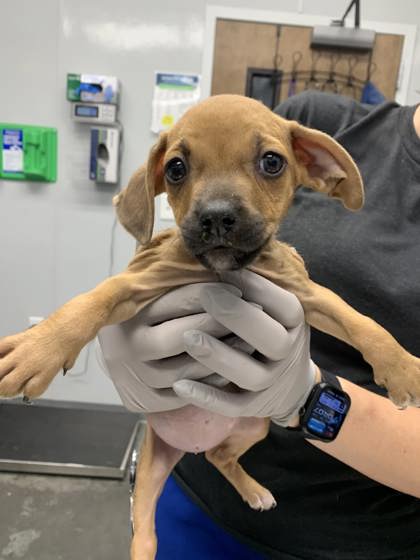 2127b Candy Land photo