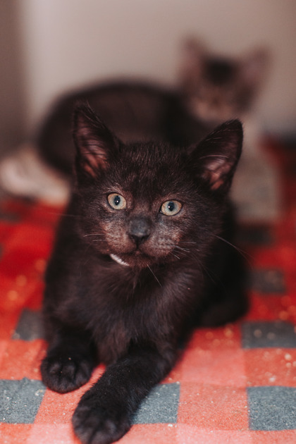 07725B LADY - Domestic Shorthair / Mix available for adoption