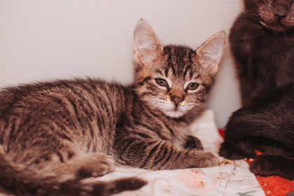 07724B WALGREENS - Domestic Shorthair / Mix available for adoption