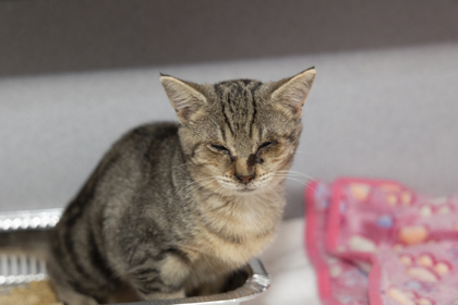 07780B SHADOW - Domestic Shorthair / Mix available for adoption