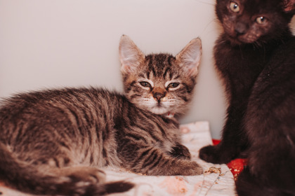 07724B WALGREENS - Domestic Shorthair / Mix available for adoption