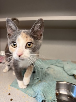 07739B HVAC - Domestic Shorthair / Mix available for adoption