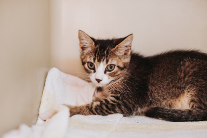 96870A Dylan- PetSmart James Island