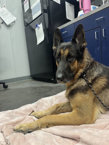 07695B BULLET - ADOPTION AMBASSADOR - German Shepherd / Mix available for adoption
