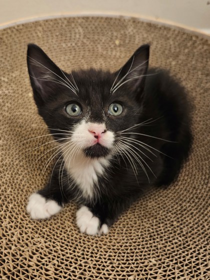96856A BINX- PETCO NORTH CHARLESTON - Domestic Shorthair / Mix available for adoption