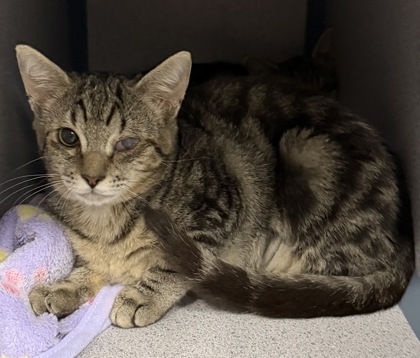 07779B SABLE - Domestic Shorthair / Mix available for adoption