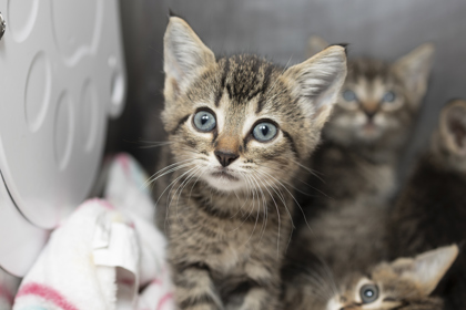 07785B MURPHY PETSMART SUMMERVILLE - Domestic Shorthair / Mix available for adoption