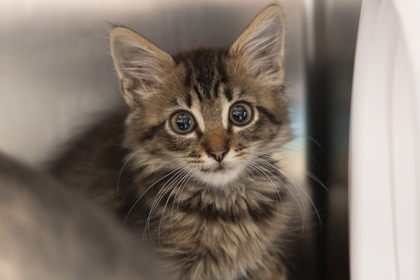 10369B BARNABY- PETSMART NORTH CHARLESTON - Domestic Shorthair / Mix available for adoption