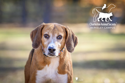 2956b Cashmere - Adoption Ambassador photo