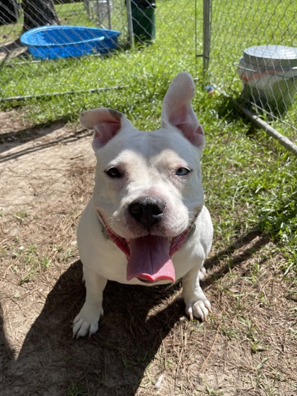 08482B Peppa photo