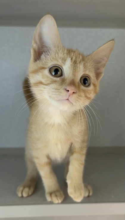 07792B HOCUS- PETSMART NORTH CHARLESTON - Domestic Shorthair / Mix available for adoption
