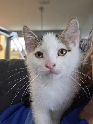 01872B Leonardo DiCatrio Petsmart Summerville photo