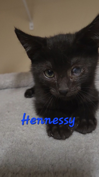 3751B Hennessey Adoption Ambassador photo