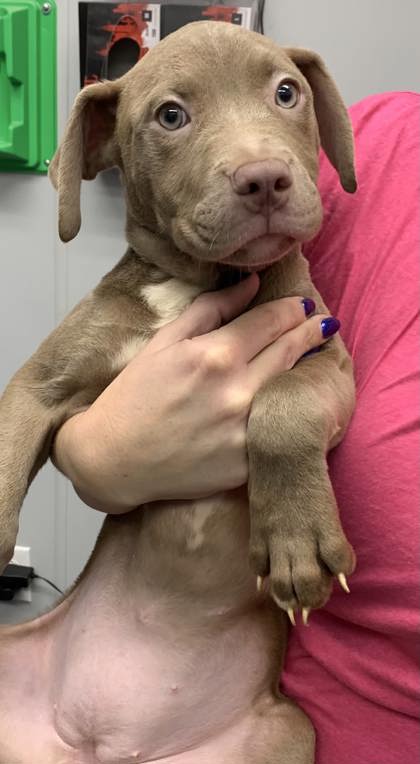 3016B Key Lime Pie photo