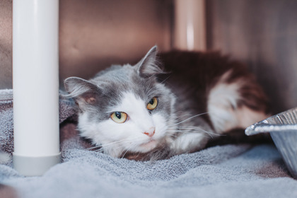 96171A CLEOPATRA - Domestic Medium Hair / Mix available for adoption