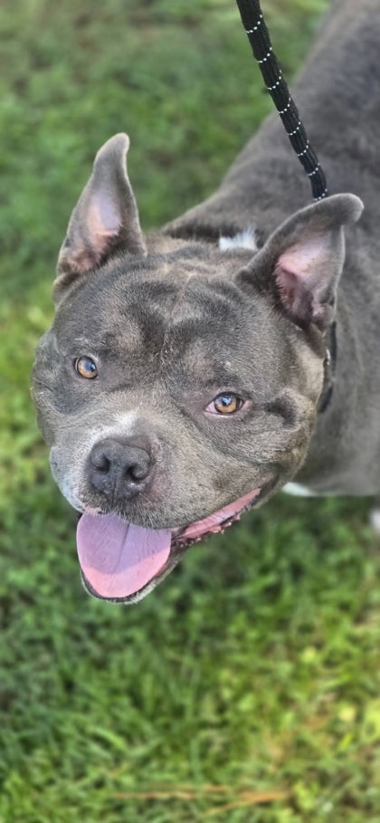 05391B TONKA JAHARI - Bully American  - Standard / Mix available for adoption