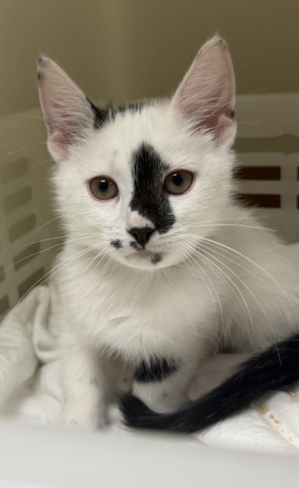 93459A TUCKER - Domestic Shorthair / Mix available for adoption
