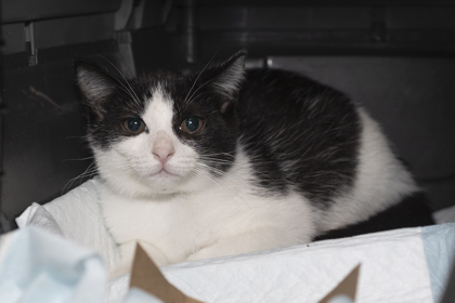07189B BROOKE - Domestic Shorthair / Mix available for adoption