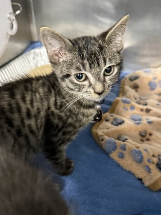07012B HAZEL - Domestic Shorthair / Mix available for adoption