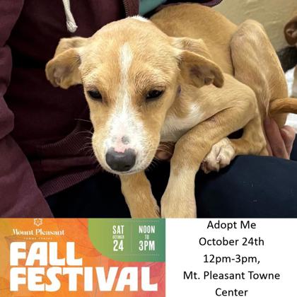 08562B BISCUIT - Hound / Mix available for adoption