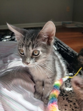 96763A GRAHAM-PETSMART WEST ASHLEY - Domestic Shorthair / Mix available for adoption