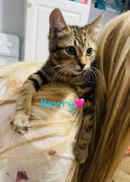 01017B Henry photo