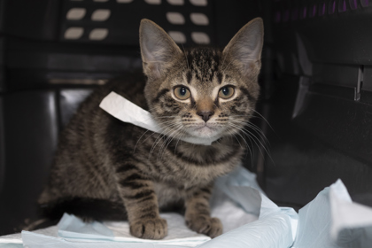 07127B  2X4 - Domestic Shorthair / Mix available for adoption
