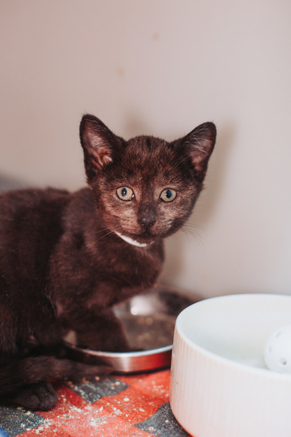 07726B CVS - Domestic Shorthair / Mix available for adoption