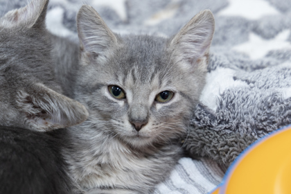 07888B FRIZZLE - Domestic Shorthair / Mix available for adoption