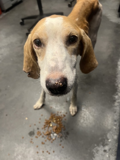 07688B Archie