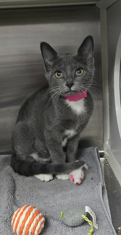 96704A Aelin- PetSmart North Charleston