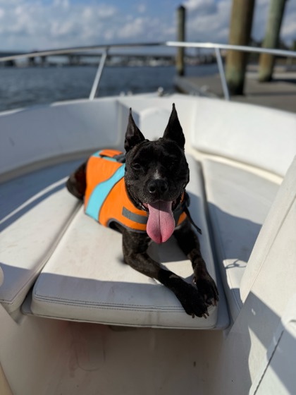 01802B Lady - Adoption Ambassador photo