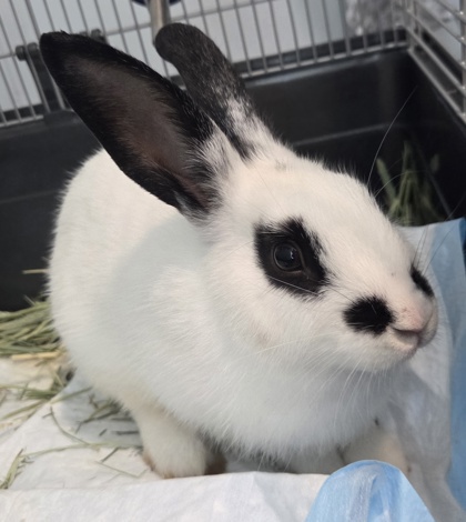08391B Judy Hopps