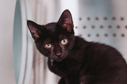 08706B SUZIE - Domestic Shorthair / Mix available for adoption