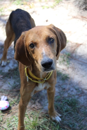 08997B REX - American Foxhound / Mix available for adoption