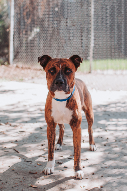 96159A BORIS - American Staffordshire Terrier / Mix available for adoption