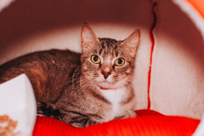 95032A KIPPY - Domestic Shorthair / Mix available for adoption
