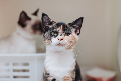 00761B AUTUMN - Domestic Shorthair / Mix available for adoption