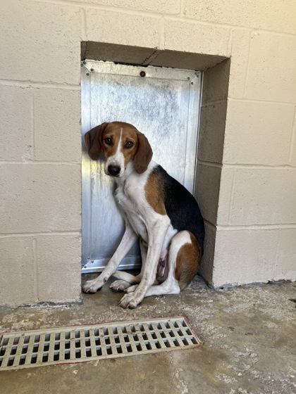 3771B Molly- Adoption Ambassador photo