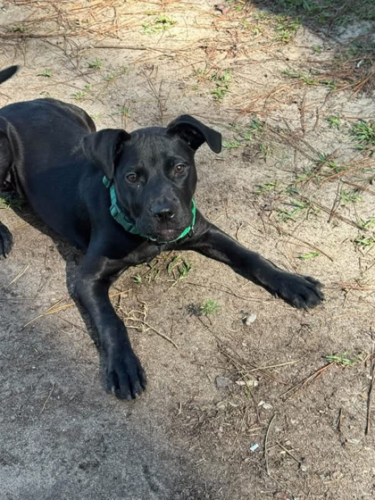 07346B MINERVA - American Staffordshire Terrier / Mix available for adoption