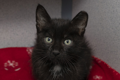 07516B MEPHISTOPHELES - - Domestic Shorthair / Mix available for adoption