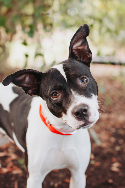97390A JOZIE - American Staffordshire Terrier / Mix available for adoption