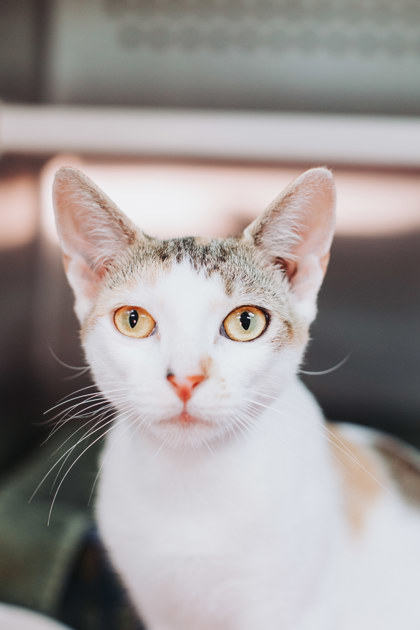 95938A CALLIE - Domestic Shorthair / Mix available for adoption